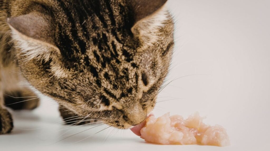 O que gatos podem comer