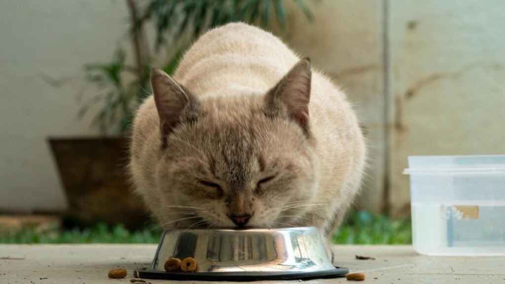Alimentação saudável para gatos