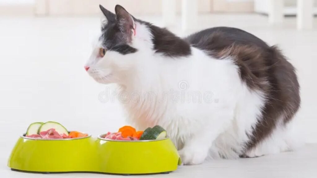 Comida Natural para Gatos: Benefícios, Riscos e Como Preparar em Casa 2 Comida natural para gatos
