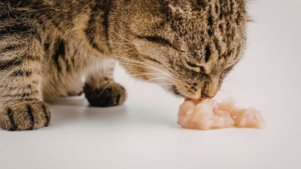 Como implementar a dieta barf
