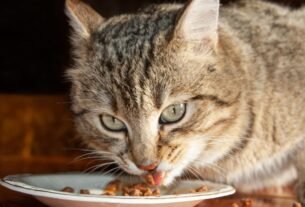 Nutrientes essenciais para gatos