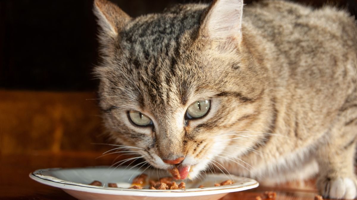 Nutrientes essenciais para gatos
