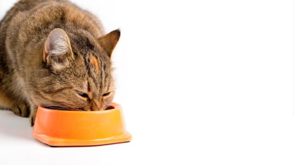 Ração úmida para gatos