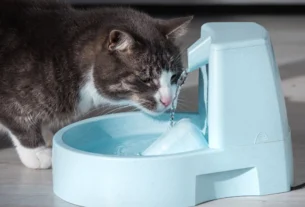 Bebedouro para gatos