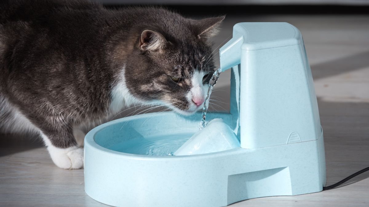 Bebedouro para gatos