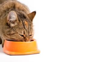 Alimentação para gatos