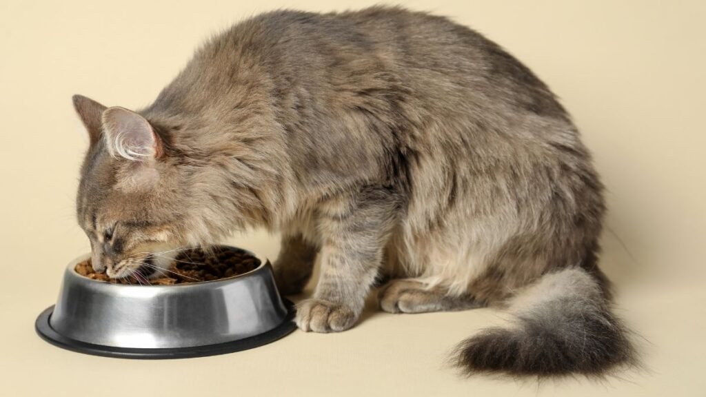 Alimentação para gatos idosos
