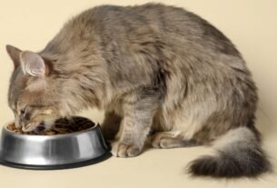 Alimentação para gatos idosos