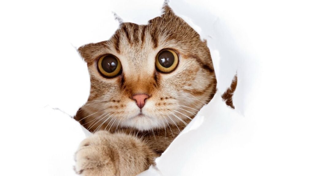 Alimentos proibidos para gatos
