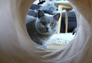Brinquedo para gato
