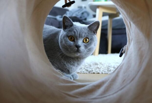Brinquedo para gato