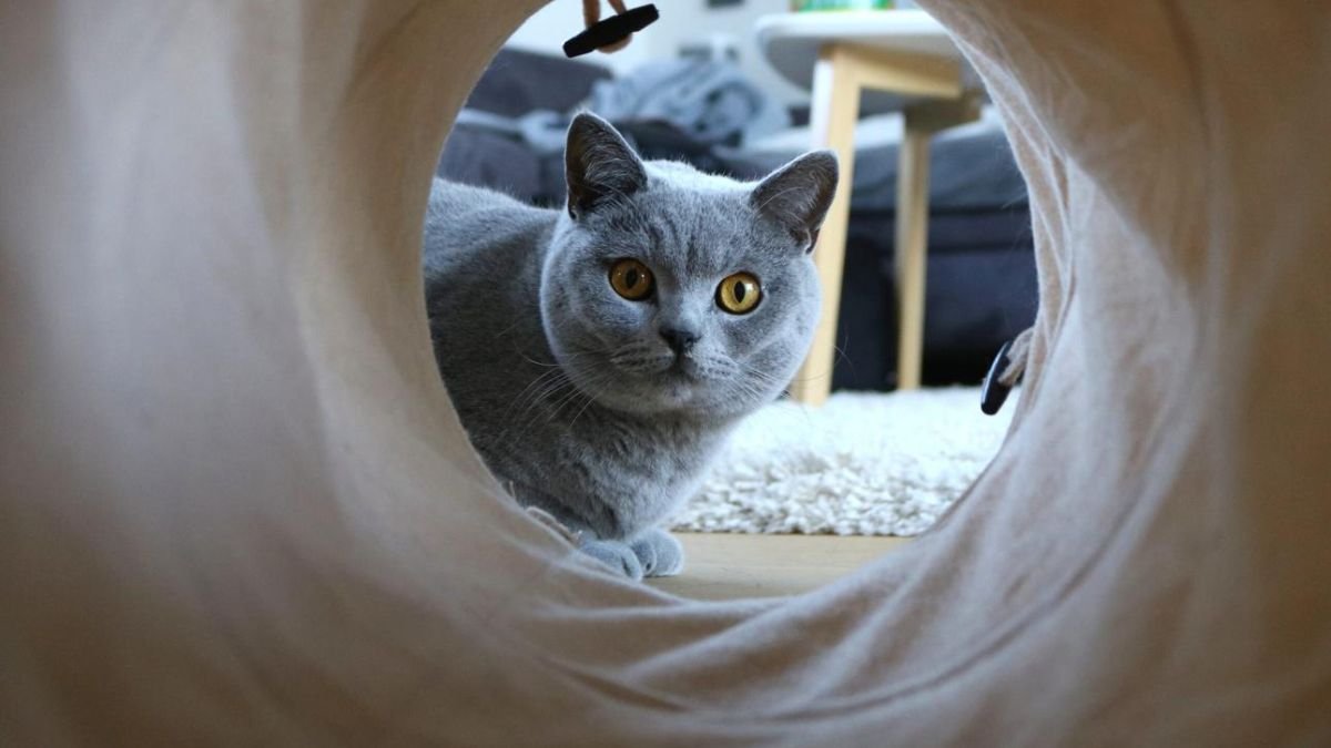 Brinquedo para gato