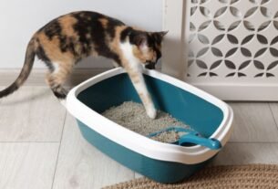 Caixa de areia para gatos