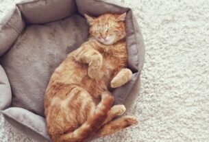 Cama para gato