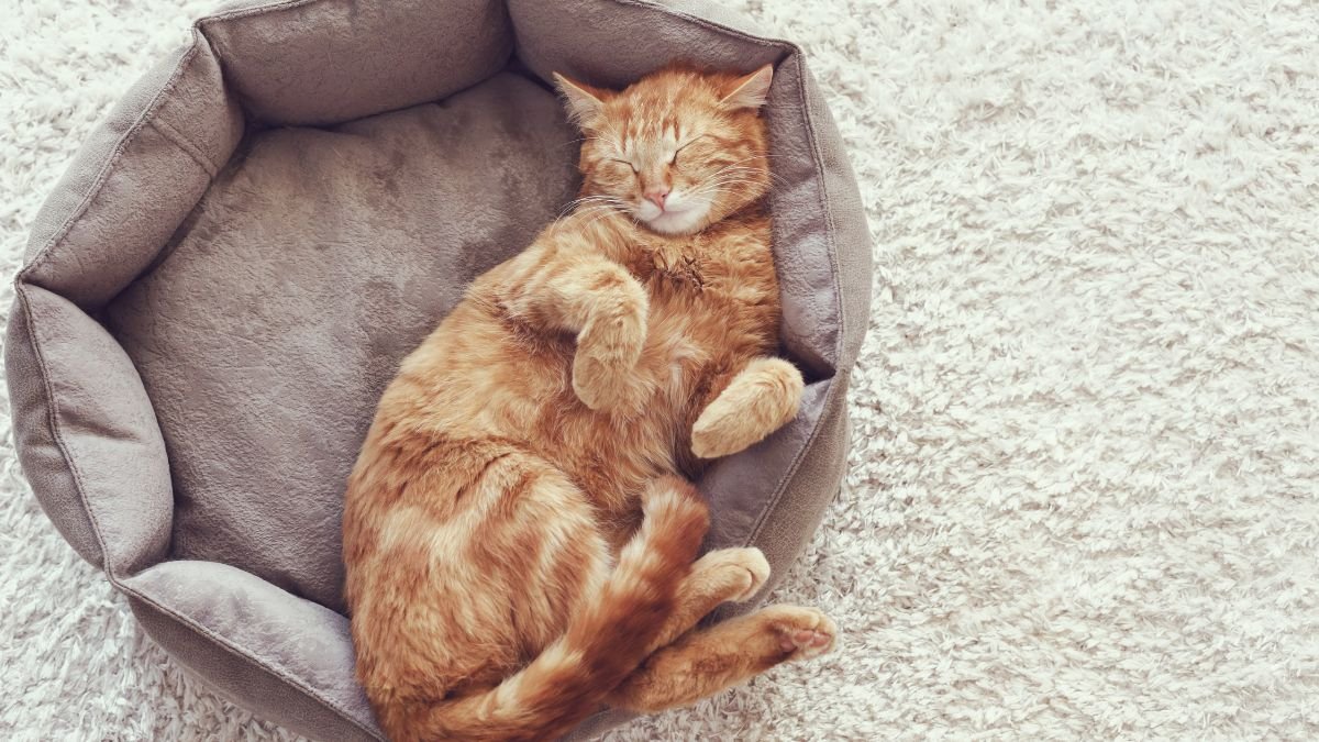 Cama para gato