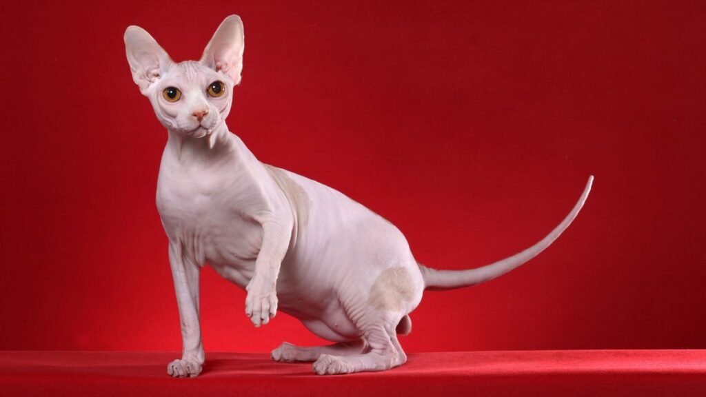 Características físicas do gato sphynx