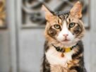 Coleira para gato