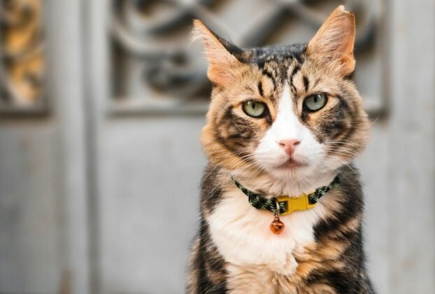 Coleira para gato