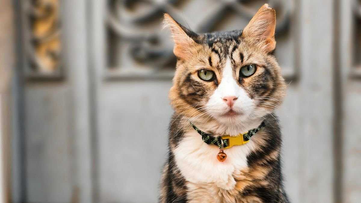 Coleira para gato