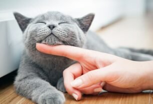 Como adestrar gato