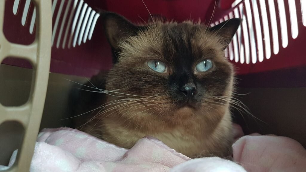 Como adestrar gato para entrar na caixa de transporte