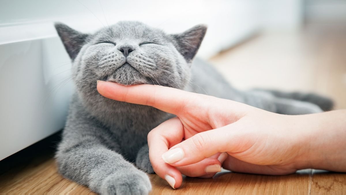 Como Adestrar Gatos: Técnicas, Comandos e Dicas de Especialistas 1 Como adestrar gato