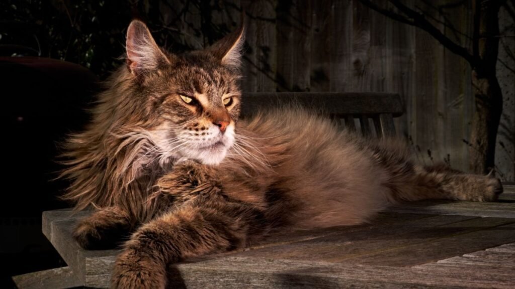 Como cuidar de um gato maine coon