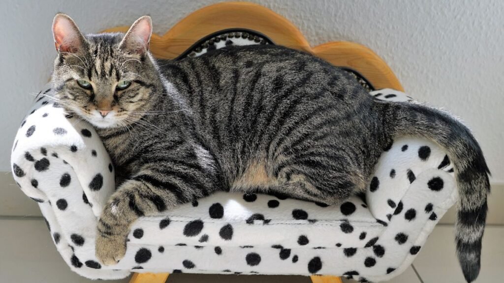 Cama para Gatos: Conforto, Segurança e as Opções mais Amadas 2 Como escolher a melhor cama para gato