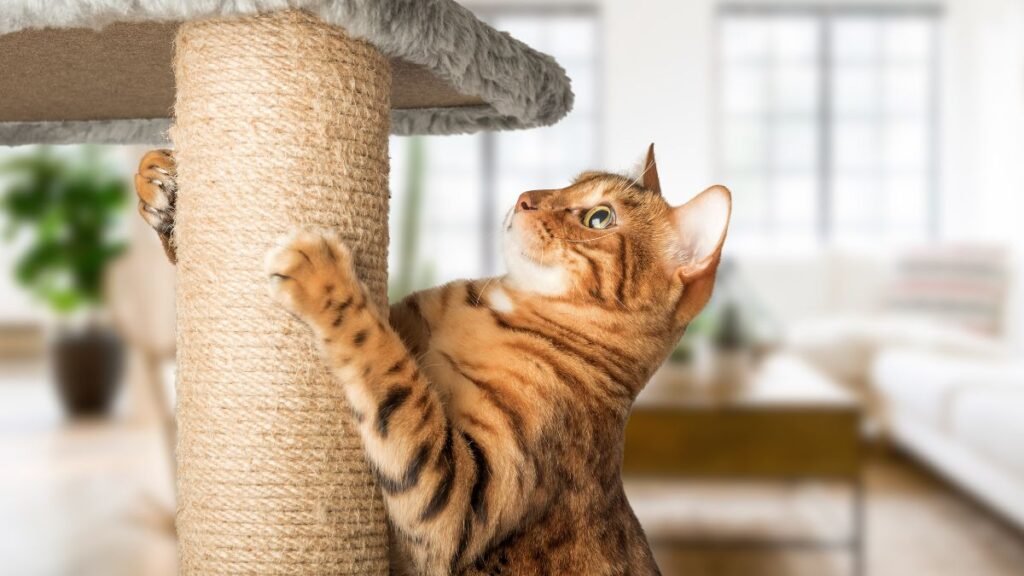 Os 20 Melhores Produtos Para Gatos que Todo Tutor Precisa Ter 3 Como escolher os melhores produtos para gatos