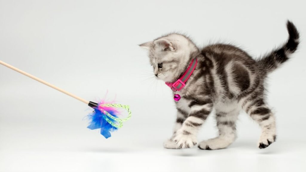 Como Evitar o Sedentarismo Felino 2 Como evitar o sedentarismo felino