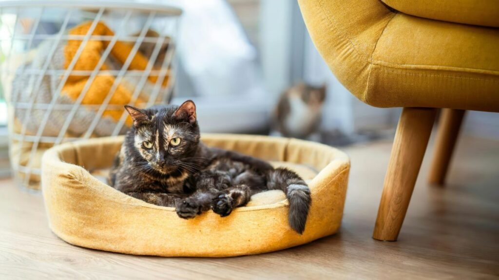 Cama para Gatos: Conforto, Segurança e as Opções mais Amadas 3 Como fazer o gato gostar da nova cama