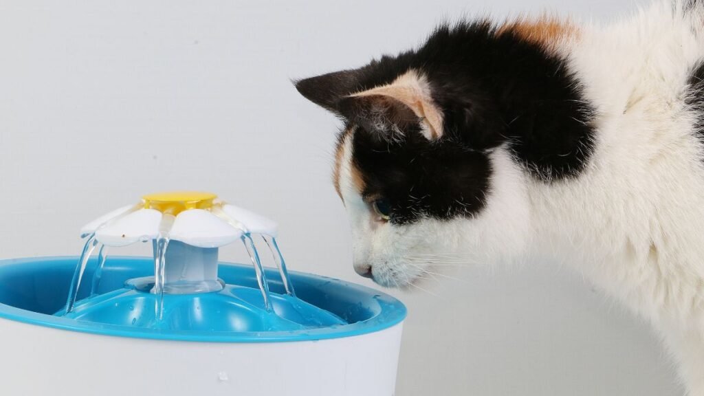 Como fazer o gato se adaptar ao novo bebedouro