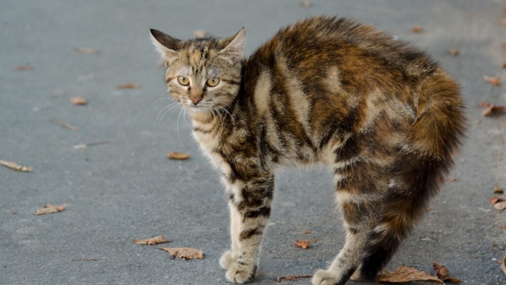 Linguagem Corporal do Gato: Aprenda a Ler os Sinais do Seu Felino 2 Como interpretar a cauda do gato