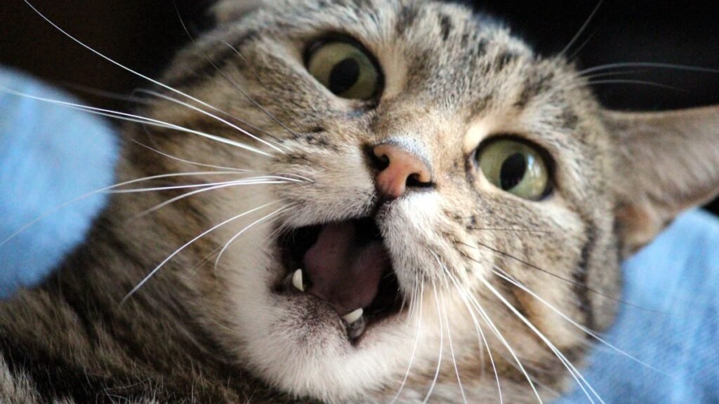 Sinais de Estresse em Gatos: 12 Comportamentos Que Merecem Atenção 2 Como reduzir o estresse do gato