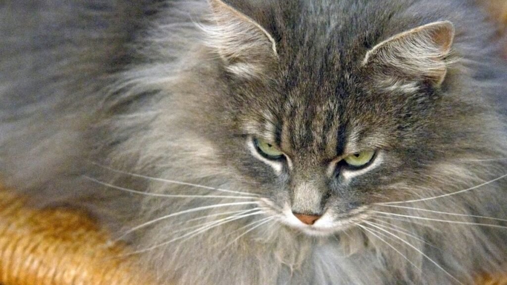 Comportamento felino