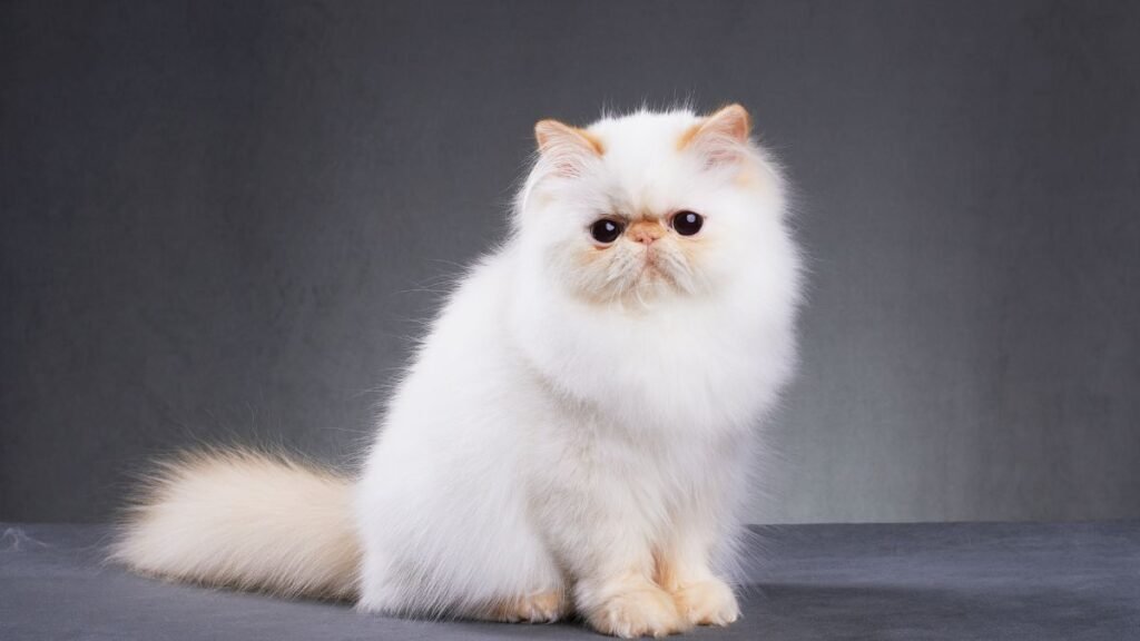 Gato Persa: Temperamento, Cuidados, Saúde e Tudo que Você Precisa Saber 2 Cuidados essenciais com o gato persa