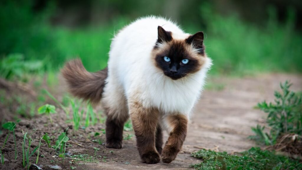 Gato Siamês: Tudo Sobre Esta Raça Elegante e Comunicativa 2 Cuidados essenciais com o gato siamês