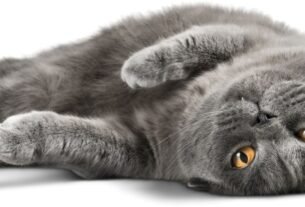 Dieta do gato idoso