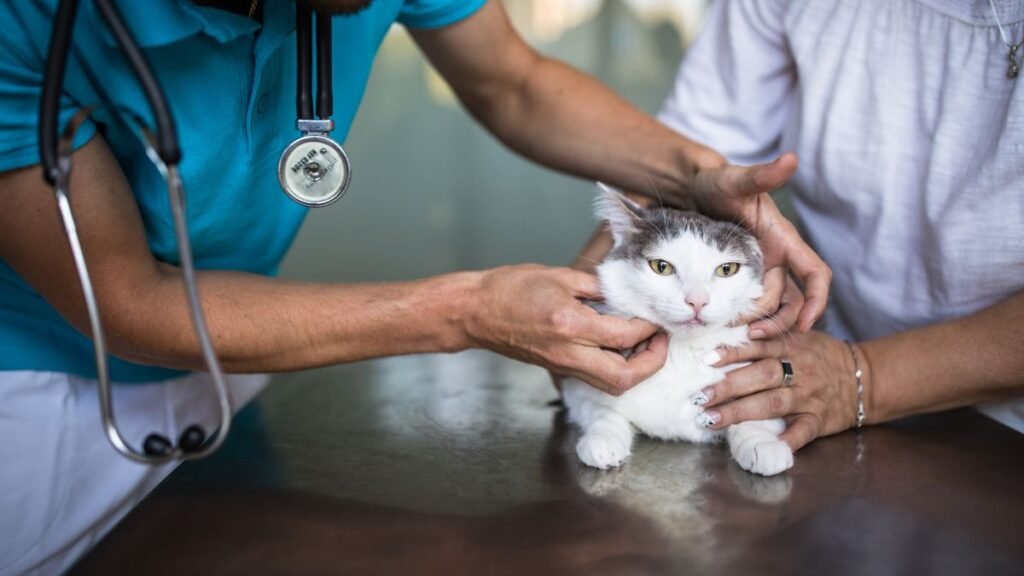 exames preventivos para gato idoso