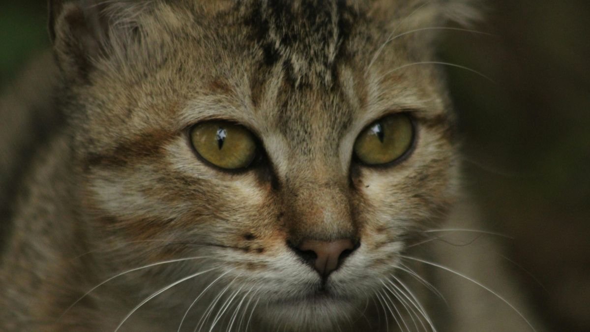 Gato agressivo com pessoas