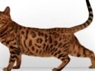 Gato bengal