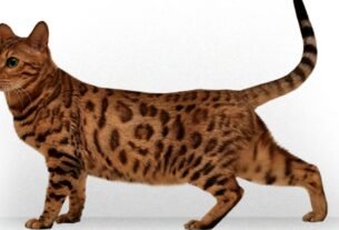 Gato bengal