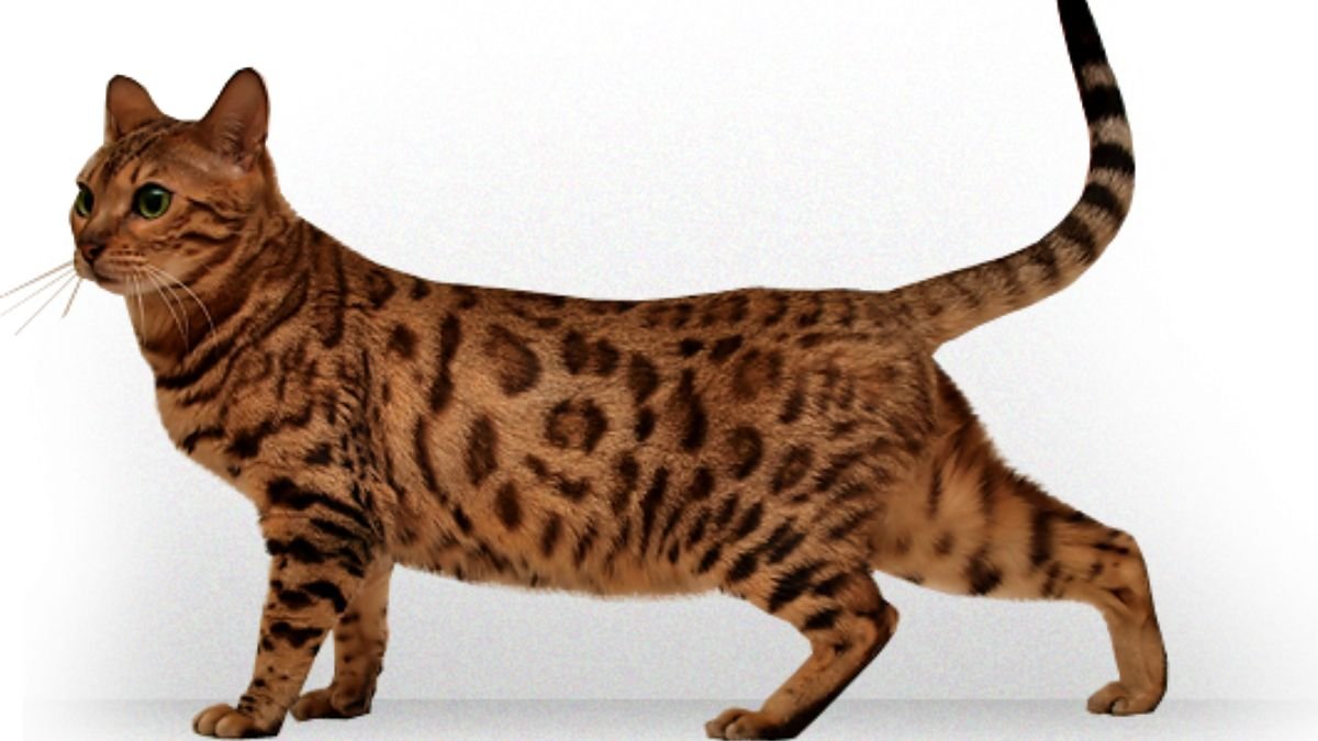 Gato Bengal: Características do Felino Selvagem Que Vive em Casa 1 Gato bengal