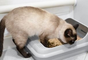 Gato fazendo xixi fora da caixa