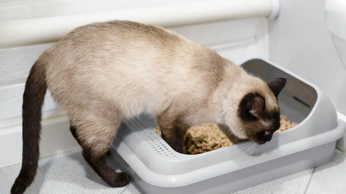 Gato Fazendo Xixi Fora da Caixa: 8 Causas e Soluções Práticas 1 Gato fazendo xixi fora da caixa