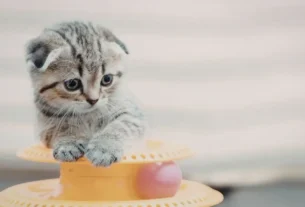 Gato feliz