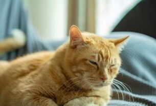 Gato indoor