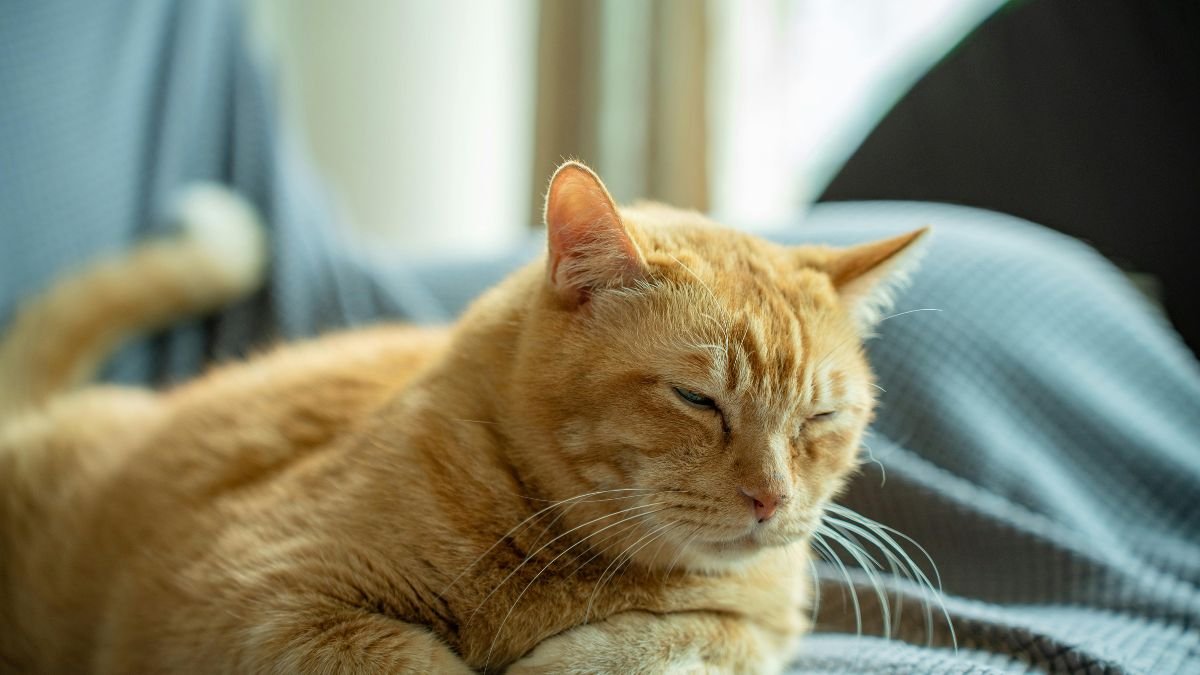 Gato indoor