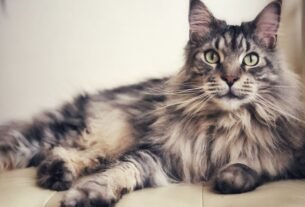 Gato maine coon