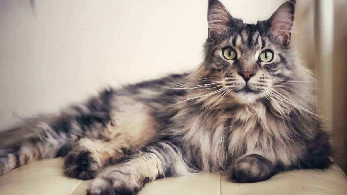 Gato Maine Coon: Conheça a Raça Gigante Mais Amada do Mundo 1 Gato maine coon